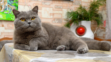 british shorthair grey cat lying on a table and looking at the camera