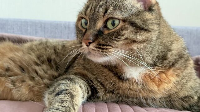 Tabby cat lounging on pink bed, relaxed green eyes facing camera, soft whiskers and extended paw, warm fur markings with orange patch, plush blanket and neutral wall background,