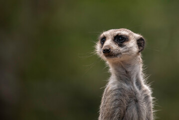 Portrait of a meerkat close up