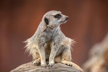 Portrait of a meerkat close up