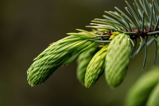 Spruce Tips are a popular ingredient in an array of foods and beverages in Alaska.