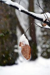 Close-up of a dry brown leaf covered with white snow in winter