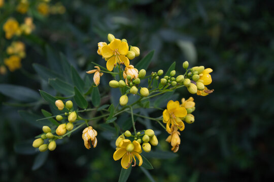 privet Senna flowers