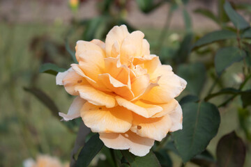 petals of a yellow rose flower