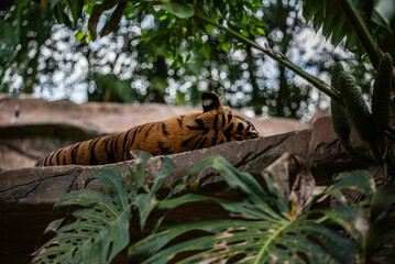 Sumatran tiger sleeping on a rock