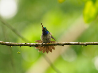 Charming Hummingbird