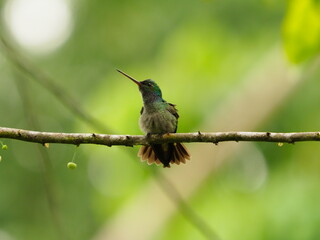 Charming Hummingbird