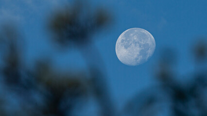 Full moon in the blue sky with trees and branches on the background