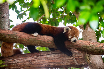 Red panda asleep in a tree