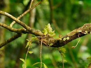 succulent plants growing on branch