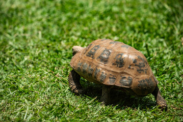 tortoise walking across the lawn