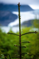 Fototapeta premium Fresh Sitka Spruce growth, with the Mendenhall Glacier blurred in the background.