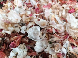Close up, pile of garlic onion skins, onion skin texture background.