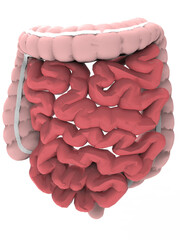 human intestine 3d model