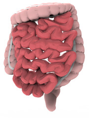 human intestine 3d model