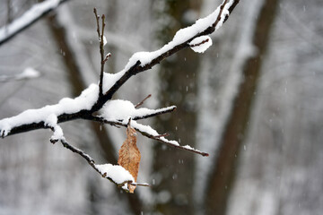 Close-up of a dry brown leaf covered with white snow in winter