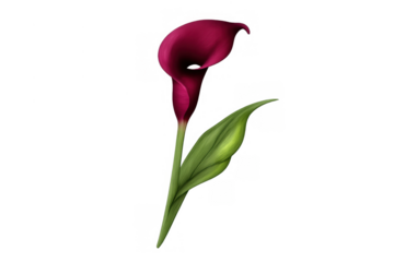 Calla lily flower in purple and green tones on a transparent background, symbolizing elegance, beauty, and nature