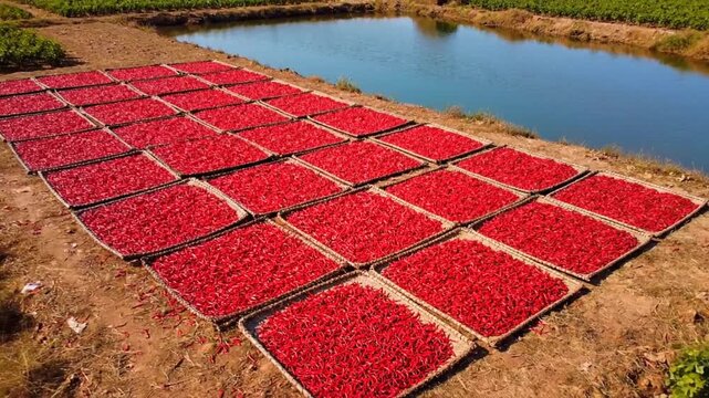 Aerial View of Dried Red Onions Laid out in Square Panels Near Pond in Rural Area for Food Production and Preserving