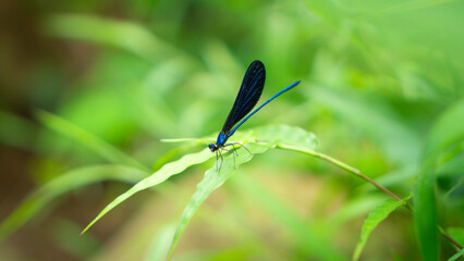 Blue dragonfly perched on green leaf in natural garden setting