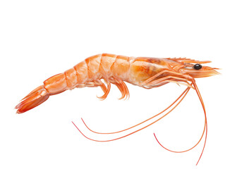 A single raw translucent pale pink shrimp, segmented body, fanned tail, delicate antennae, glistening, still, curled on a transparent studio background, concept of premium fresh seafood ingredient.