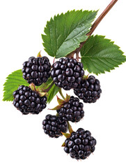 Fototapeta premium High-Resolution Bunch of Ripe Blackberries with Green Leaves on Transparent Background