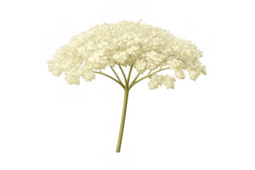 Yarrow plant showing white flat-topped flower blossom, isolated botanical element with transparent background