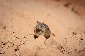 squirrel in the desert 