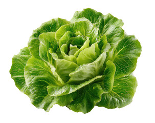 Fresh butter lettuce head with ruffled green leaves, isolated