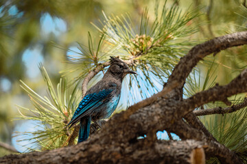 blue jay on a branch