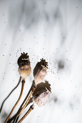 Dried Poppy Seed Pods on Light Background