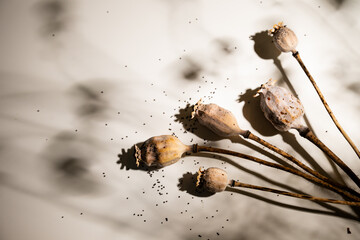 Dried Poppy Seed Pods on Light Background