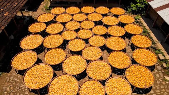 Golden Maize Corn Kernels Drying in Woven Baskets under Sun Light Rural Scene Aerial View Bright Daylight