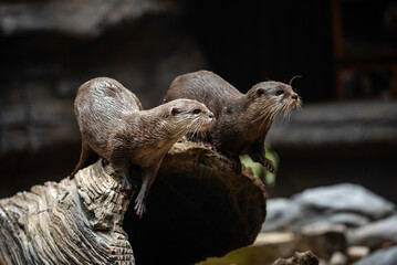 portrait of a sea otter close up