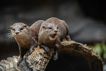 portrait of a sea otter close up