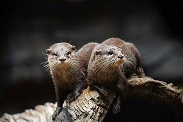 portrait of a sea otter close up