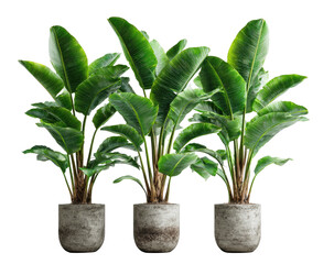 Three potted banana plants with large green leaves in gray concrete pots on a black background