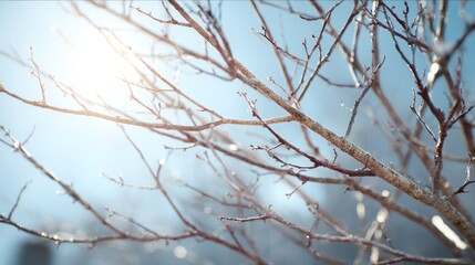Winter sunlight glimmers on bare branches in a quiet park during a cold morning
