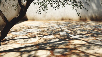 Shadows on the ground from an olive tree in a sunny courtyard during midday