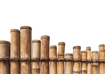 Row of tan bamboo stalks, some varied heights, against a black background