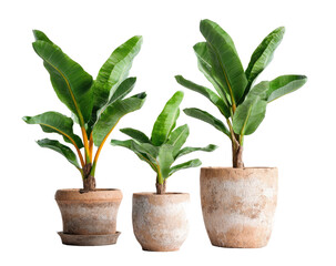 Three potted banana plants in terracotta pots against a black background