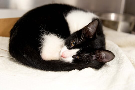 Sleeping Black and White Kitten in Animal Shelter Care