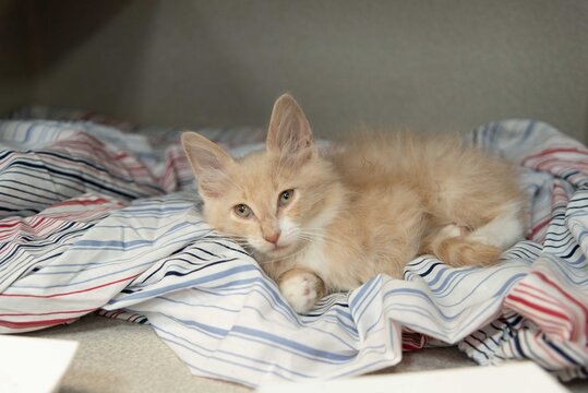 Fluffy Orange Kitten Resting on Blanket in Animal Shelter