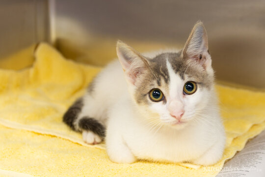 Adoptable Kitten Resting on Yellow Blanket in Animal Shelter