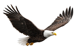 Fototapeta premium Majestic eagle soars, wings spread, detailed feathers