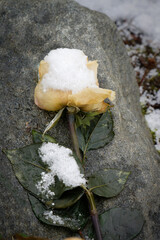 A single cream rose covered in fresh snow lying on a gray rock. Concept for grief, transience, winter silence, and mourning