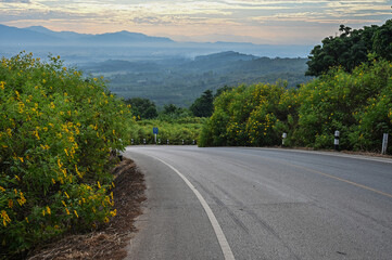 Mexican sunflowers blooming around the road on Doi Pae Luang hill an iconic viewing point in Phaya Mengrai District in Chiang Rai province of Thailand.