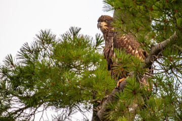 Bald Eagle (Haliaeetus leucocephalus) immature, perched in a pine tree on the Rainbow Flowage in northern Wisconsin