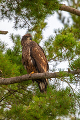Bald Eagle (Haliaeetus leucocephalus) immature, perched on a branch on the Rainbow Flowage in northern Wisconsin
