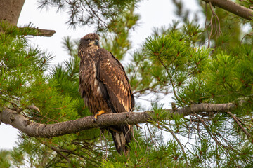 Bald Eagle (Haliaeetus leucocephalus) immature, perched on a branch on the Rainbow Flowage in northern Wisconsin