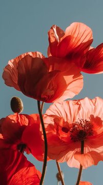The red poppy/red papaver. The most iconic symbol of ANZAC Day and Remembrance Day, a deeply respected symbol in Australia and New Zealand. Vertical slow-motion video. 